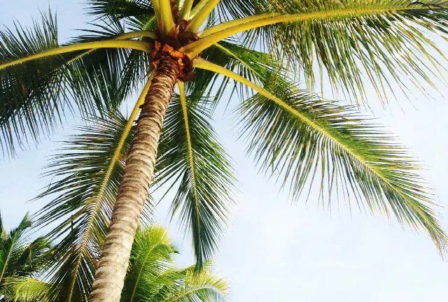 Florida als belastingparadijs: Voordelen voor bedrijven, eigenaars en investeerders – Verenigde Staten